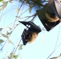 Pteropus conspicillatus
