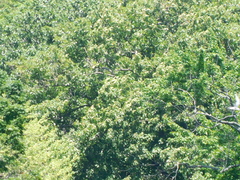 Sterna hirundo