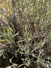 Artemisia cana