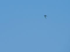 Sterna hirundo