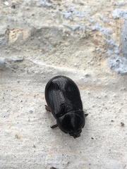 Pentodontini