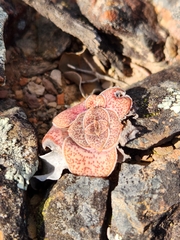 Crassula montana