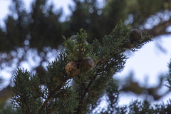 Cupressus
