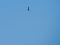 Sterna hirundo