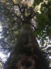 Pseudopanax crassifolius