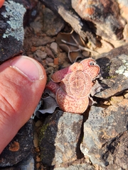 Crassula montana