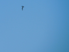 Sterna hirundo
