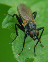 Cordilura