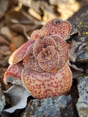 Crassula montana