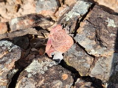 Crassula montana