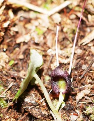 Corybas trilobus aggregate