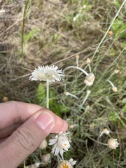 Leucochrysum albicans