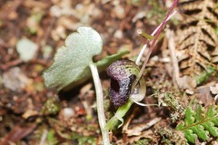 Corybas trilobus aggregate