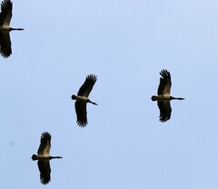 Anseranas semipalmata