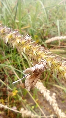 Lepidoptera
