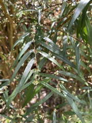 Pimelea axiflora