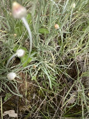 Leucochrysum albicans