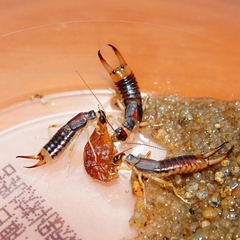 Labidura riparia
