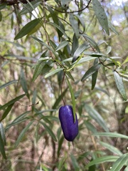 Billardiera macrantha