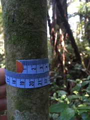 Streblus heterophyllus