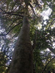 Streblus heterophyllus