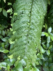 Asplenium bulbiferum