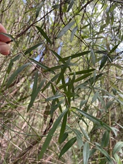 Billardiera macrantha