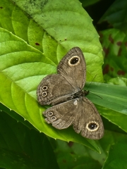 Ypthima horsfieldii humei