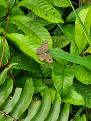 Ypthima horsfieldii humei