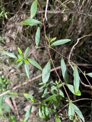Billardiera macrantha