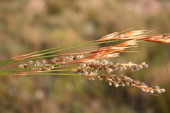 Hypodiscus argenteus