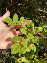 Rosa rubiginosa