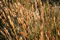 Hypodiscus argenteus