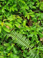 Ypthima horsfieldii humei