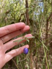 Billardiera macrantha