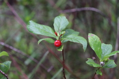 Vaccinium calycinum
