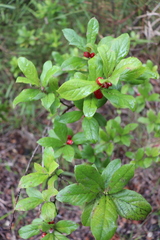 Vaccinium calycinum