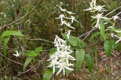Clematis aristata