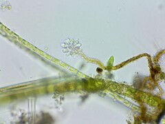Anthophysa vegetans
