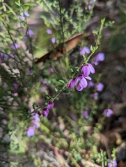 Tetratheca labillardierei