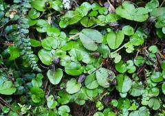 Corybas iridescens