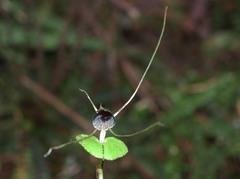 Corybas iridescens
