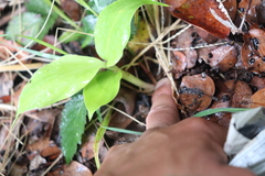 Hedychium