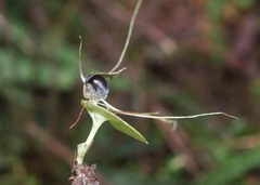 Corybas iridescens