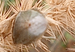 Animalia