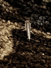 Ctenolepisma longicaudatum