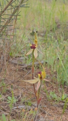 Caladenia toxochila