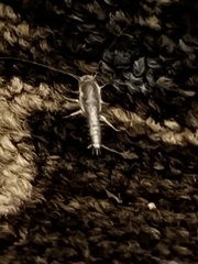 Ctenolepisma longicaudatum