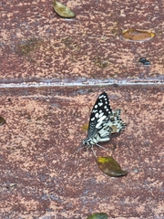 Papilio demoleus malayanus