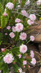 Pimelea ferruginea